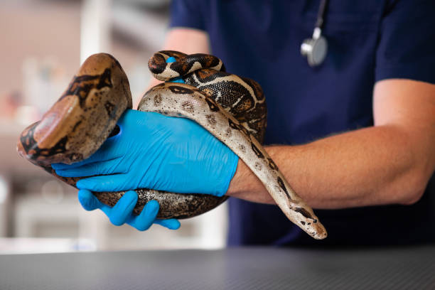 مكافحة الثعابين فى دبا الفجيره